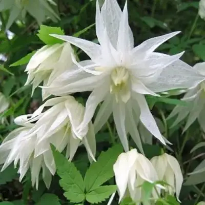 Княжик АЛЬБИНА ПЛЕНА белый махровый в Рогачеве