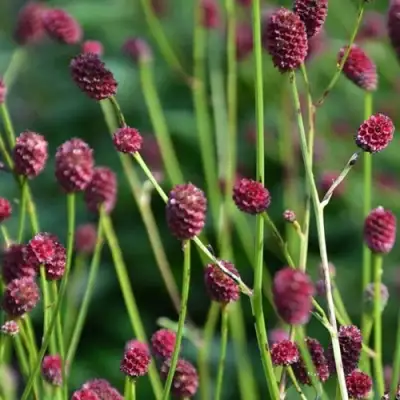 Кровохлебка ЧОКОЛАТ ТИП в Рогачеве