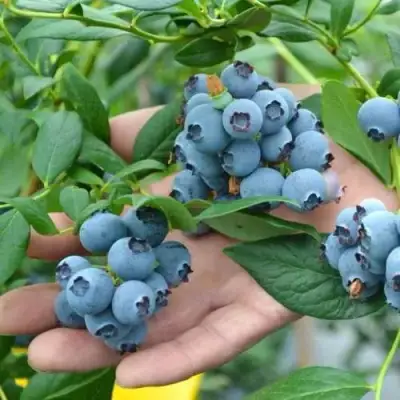 Голубика ТОРО в Рогачеве