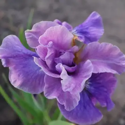 Ирис ХЭВИНГ ФАН сибирский в Рогачеве