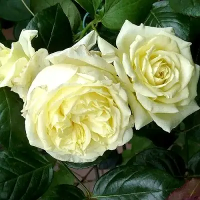 Роза ЭЛЬФ плетистая в Рогачеве