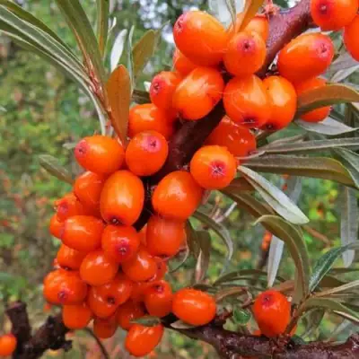 Облепиха ДЖЕМОВАЯ в Рогачеве