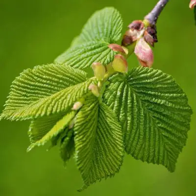 Вяз обыкновенный в Рогачеве