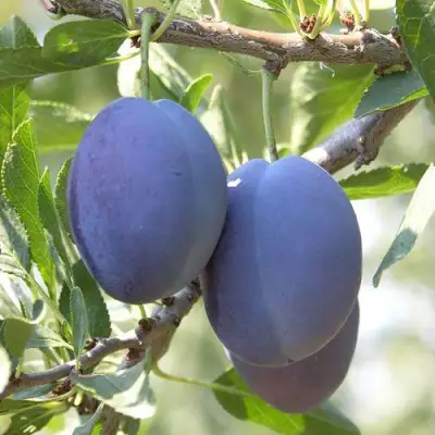 Слива СТЭНЛИ в Рогачеве