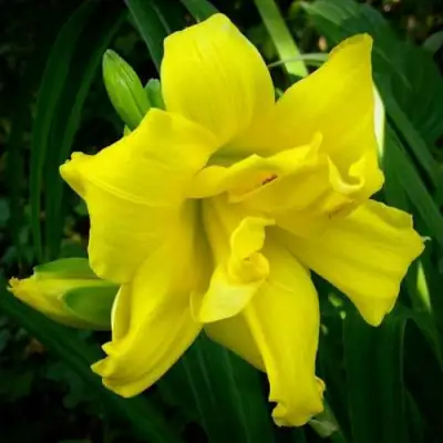 Лилейник ДАБЛ РИВЕР ВАЙ гибридный в Рогачеве