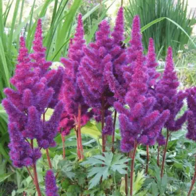 Астильба БЛЭК ЭНД БЛУ китайская в Рогачеве