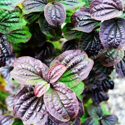 Дерен КОМПРЕССА кроваво-красный в Рогачеве