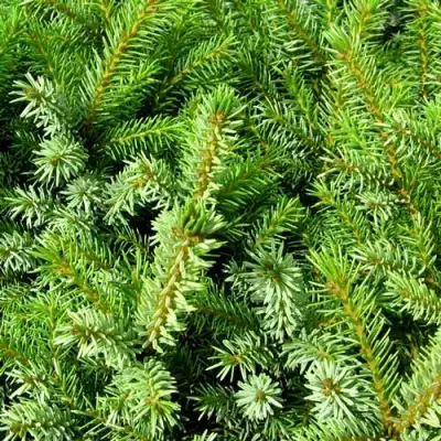 Ель НАНА сербская в Рогачеве