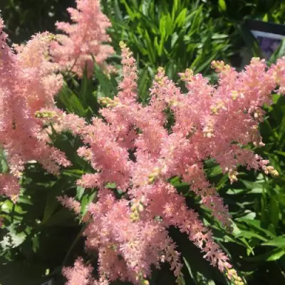 Астильба БРЕССИНГЕМ БЬЮТИ Арендса в Рогачеве