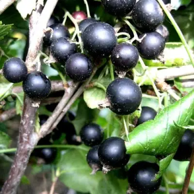 Смородина чёрная НЕСТЕР КОЗИН в Рогачеве