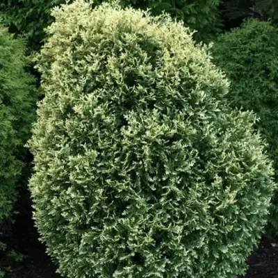 Туя ЛИТОМИШИЛ западная в Рогачеве