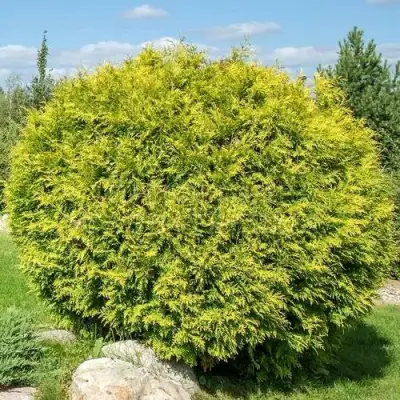 Туя ГОЛДЕН ГЛОБ западная в Рогачеве