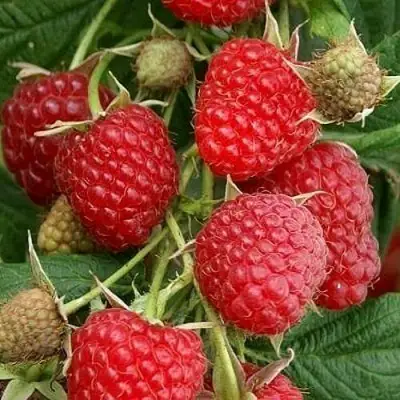 Малина ГЛЕН АМПЛ в Рогачеве