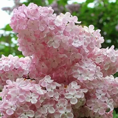 Сирень ВЕЧЕРНИЙ ЗВОН в Рогачеве