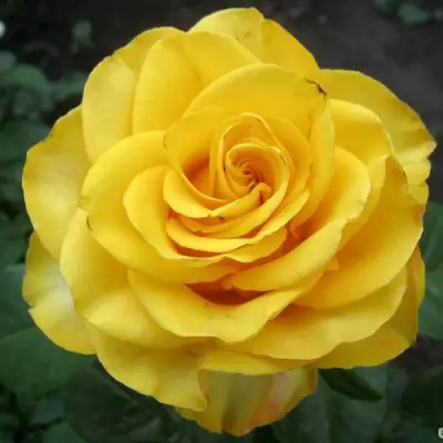 Роза КЕРИО чайно-гибридная в Рогачеве