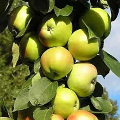 Яблоня ПРЕЗИДЕНТ колонновидная в Рогачеве