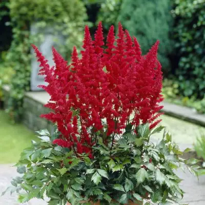 Астильба СПАРТАН Арендса в Рогачеве