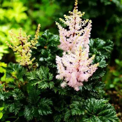 Астильба ЛИЛИПУТ курчавая в Рогачеве