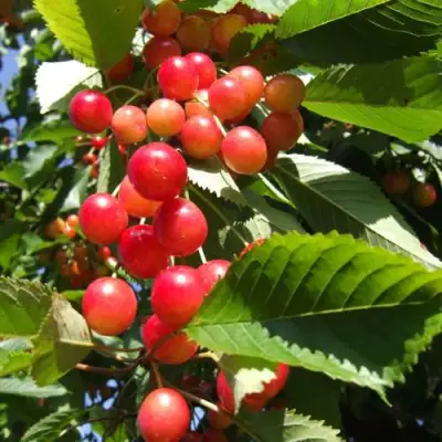 Черешня БРЯНСКАЯ РОЗОВАЯ в Рогачеве