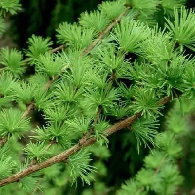 Лиственница европейская в Рогачеве