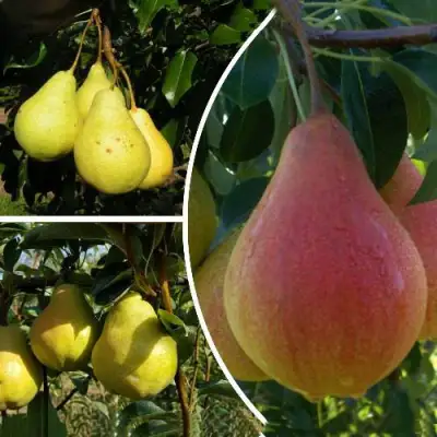 Комплект ТРИ ГРАЦИИ в Рогачеве