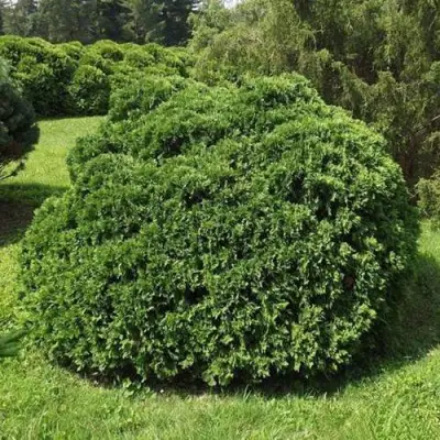 Туя УМБРАКУЛИФЕРА западная в Рогачеве