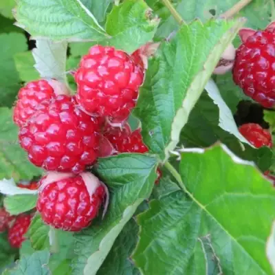 Ежемалина РЕД ДАЙМОНД в Рогачеве