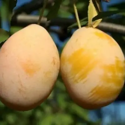 Слива ВАШИНГТОН в Рогачеве