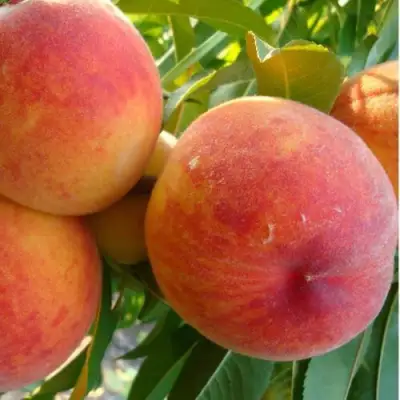 Персик ДИВНЫЙ в Рогачеве