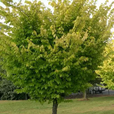 Вяз обыкновенный в Рогачеве