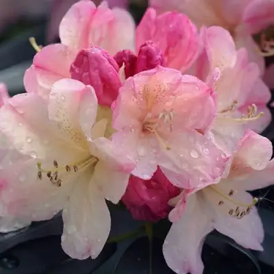 Рододендрон ПЕРСИ ВАЙСМАН в Рогачеве