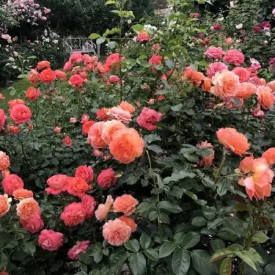 Роза БЕЛЬВЕДЕР шраб в Рогачеве