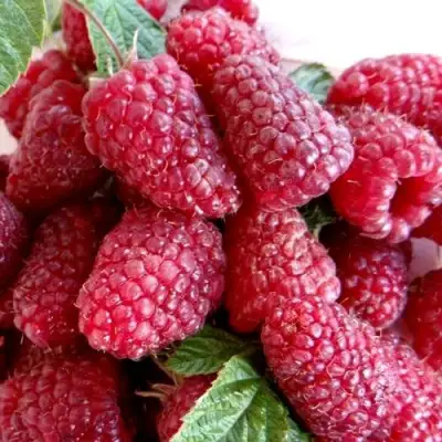 Малина КАСКАД ДЕЛАЙТ в Рогачеве