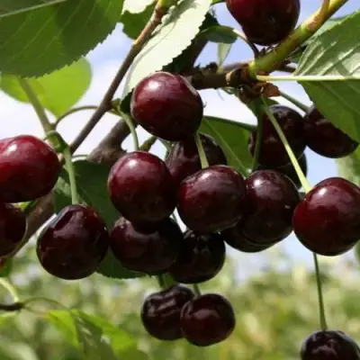 Вишня СВЕРДЛОВЧАНКА степная в Рогачеве