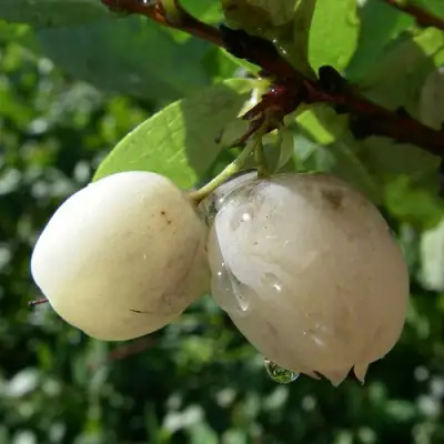 Голубика СНЕГУРОЧКА в Рогачеве