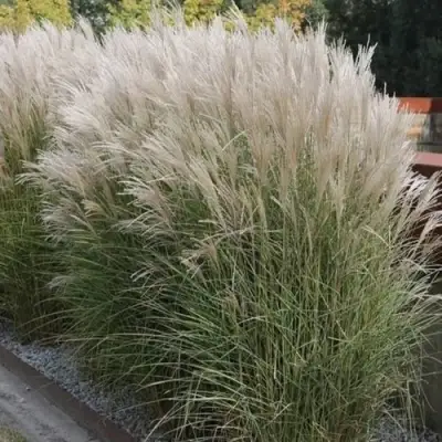 Мискантус КЛЯЙН СИЛЬБЕРСПАЙН китайский  в Рогачеве