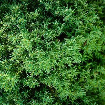 Туя ТЕДДИ западная в Рогачеве