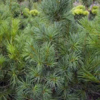 Сосна АРМАНДИ в Рогачеве