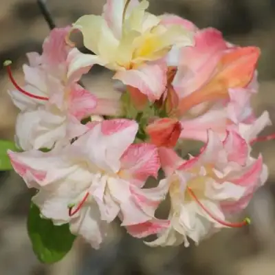 Азалия КЭННОНС ДАБЛ листопадная в Рогачеве