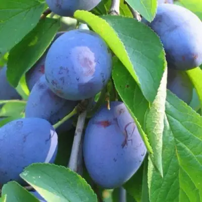 Слива ПЕРДРИГОН в Рогачеве