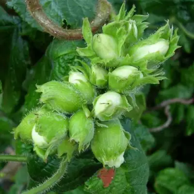 Фундук ВЕББА ЦЕННЫЙ в Рогачеве