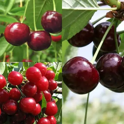 Комплект ВИШНЕВЫЙ САД в Рогачеве