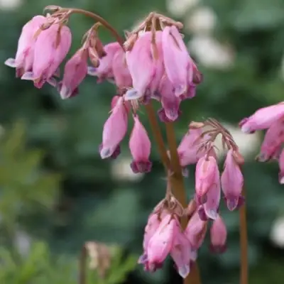 Дицентра изящная в Рогачеве