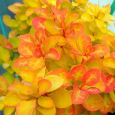 Барбарис САММЕР САНСЕТ тунберга в Рогачеве