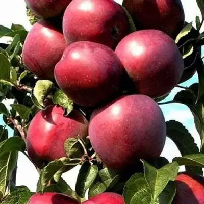 Яблоня СОЗВЕЗДИЕ колонновидная в Рогачеве