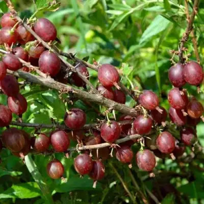 Крыжовник ОЛАВИ (ХИННОНМАЕН ПУНАЙНЕН) в Рогачеве