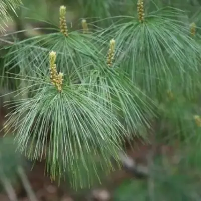 Сосна АРМАНДИ в Рогачеве