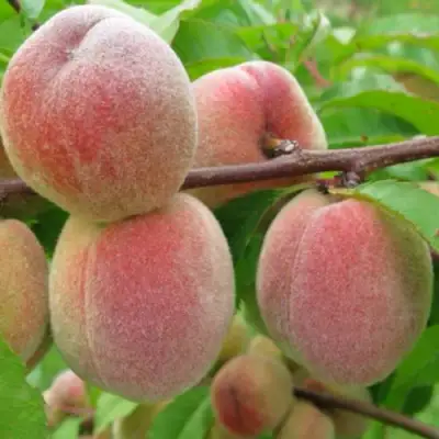 Персик ЕЛГАВСКИЙ в Рогачеве