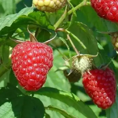 Малина ТАДМОР в Рогачеве