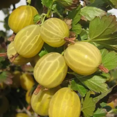 Крыжовник ЯРОВОЙ в Рогачеве